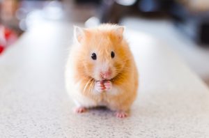 Dieser Hamster hat sicher große Ziele…