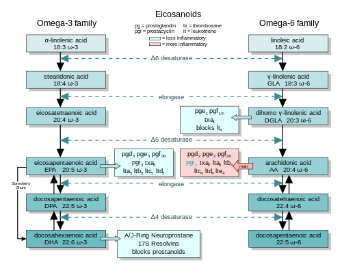 Omega 3 und Omega 6 Fettsäure-Metabolismus 