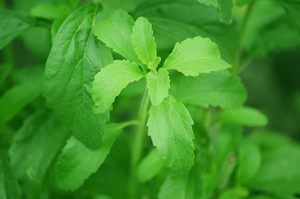 Stevia-Blätter