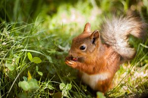 Ein Eichhörnchen frisst eine Nuss